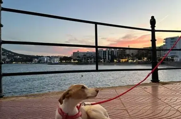 Perros perdidos, Logrono, foto: Perdido perro hembra, Lugar Venda de Safragell, Islas Baleares - mestiza joven