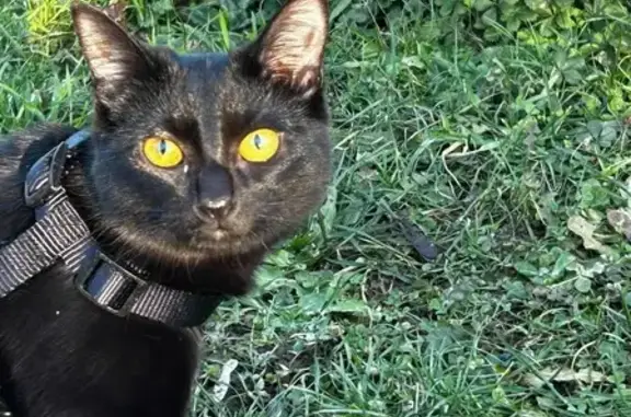 Animaux perdus Strasbourg, photo: Chat perdu, Jard Familiaux, Strasbourg - noir avec yeux orange