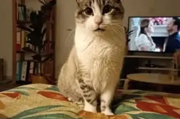 Animaux perdus La Cluse-et-Mijoux, photo: Chat perdu, Rue Gustave Collinet, Verrières-de-Joux - mâle aux yeux bleus