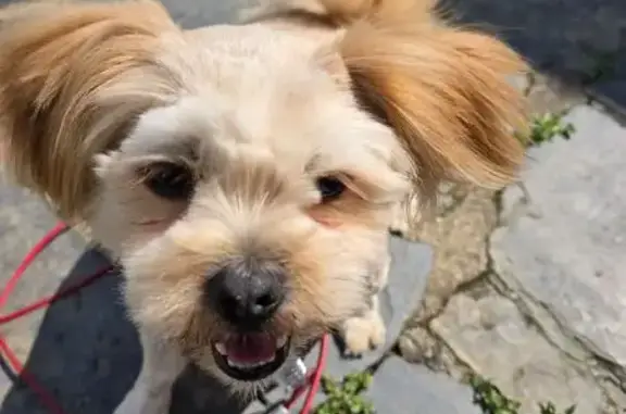 Animaux perdus Renazé, photo: Chien perdu, Rue de Kirchheim, Renazé - Lhassa apso mâle castré