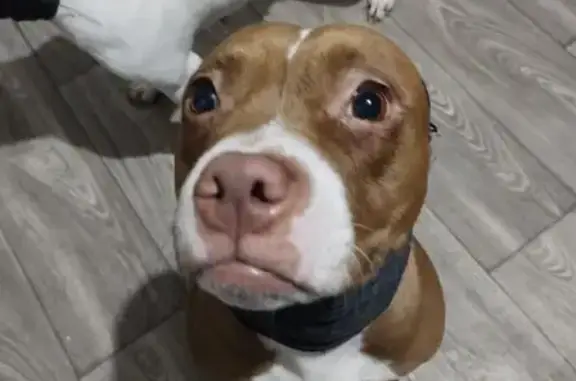 Búsqueda de mascotas, foto: Perdido perro, Calle Sur 74, 20, Ecatepec de Morelos - pitbull hembra