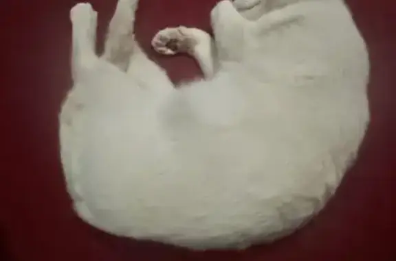 Perdido gato, Luis G. Balvaner...