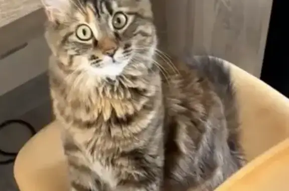 Animaux perdus Manosque, photo: Chat perdu, Résidence l'Étoile, Manosque - femelle tigrée