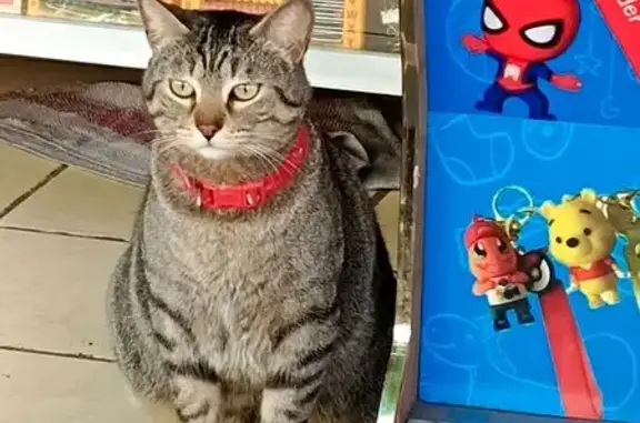 Búsqueda de mascotas, foto: Gato perdido Macho, Mexico City (mxl489379)