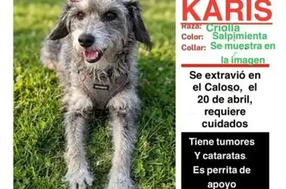 Perro perdido Hembra, Puerto Vallarta (mxl489380) - photo