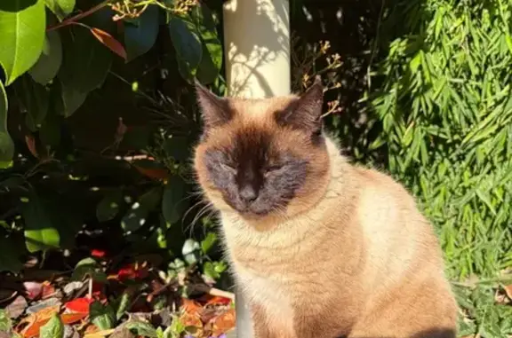 Chat perdu, Rennes, photo: Chat perdu, Rue Danton, Rennes - femelle