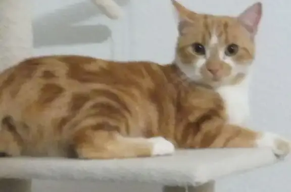 Chat perdu, Paris, photo: Chat perdu femelle, Impasse Jacqueline Auriol, Daux - rousse et pucée
