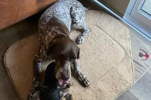 Lost dog, Albert Street, Pretoria - female GSP - photo