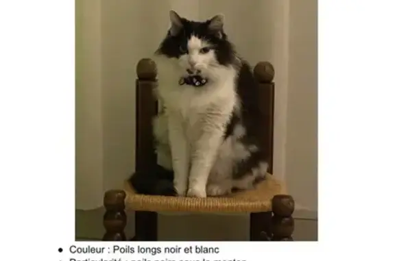 Chat perdu, Impasse de Santin, Bouvincourt-en-Vermandois - pelage noir et blanc - photo