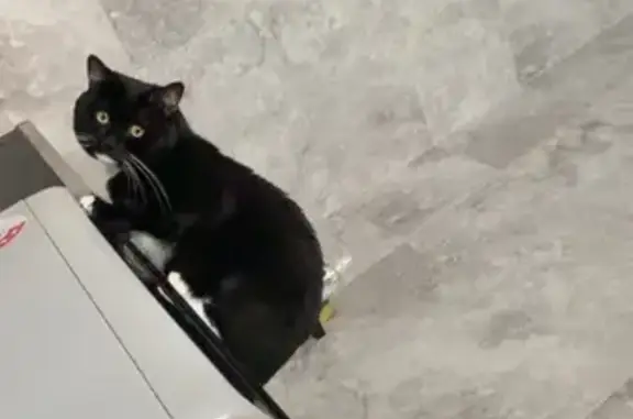 Missing cat Burwood, photo: Lost male cat, Anselm Street, Burwood