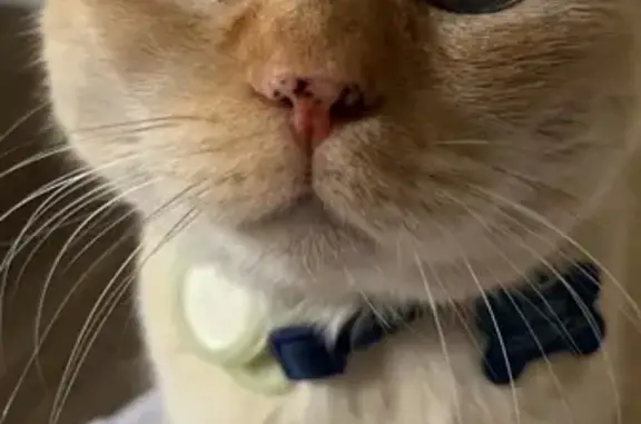 Lost male cat, Gregory Drive, Carlsbad - flame point Siamese with blue eyes - photo