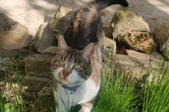 Animaux perdus Paris, photo: Chat perdu, Rue de Vorpillière, Saint-Cyr-sur-Morin - collier violet