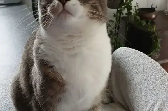 Chat perdu, Guengat, photo: Chat perdu, Hent ar Stang, 47, Le Juch, Guengat