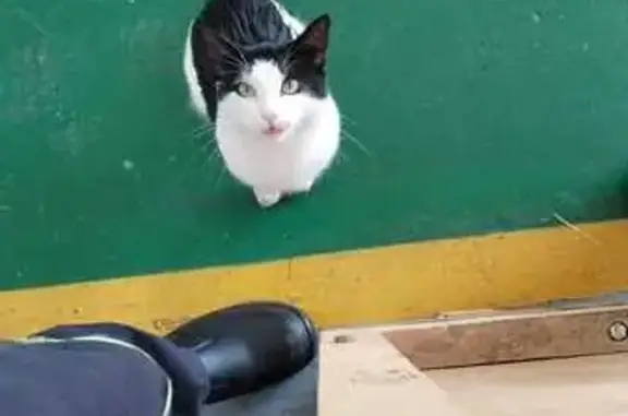 Found cat Eden Glen, photo: Found cat, Koornhof Road, Eden Glen - very talkative male