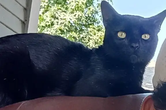 Lost cat, East Alvarado Street, Pomona - male, all black - photo