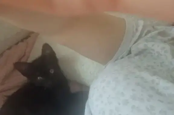 Animaux trouvés Paris, photo: Chat trouvé, Rue Sesto Fiorentino, Bagnolet - petit chaton de 2 mois