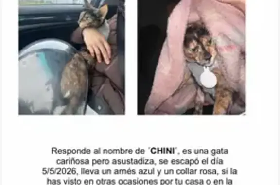 Perdido gato hembra, Calle Lago de Bañolas, 104, Parla - arnés azul y collar rosa - photo