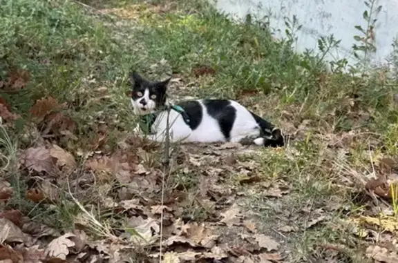 Chat perdu, Gorbio, photo: Chat perdu, Chemin du Col-de Garde-le-Quiaus, Gorbio - noir et blanc avec tache sur le nez