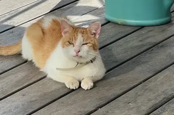 Animaux trouvés Rillieux-la-Pape, photo: Chat trouvé, Chemin du Bel-air, Rillieux-la-Pape - roux et blanc