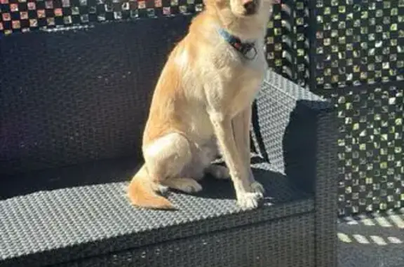 Animaux perdus L'Isle-d'Abeau, photo: Chien perdu, Route d'Heyrieux, 31, Saint-Priest - mâle sable