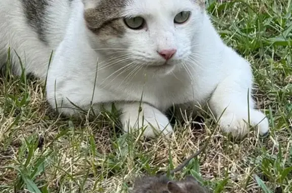 Animaux perdus Saint-Étienne, photo: Chat perdu, Impasse de l'Astre, Clermont-Ferrand - couleur blanc et taches grises