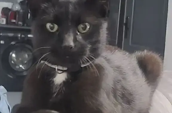 Chat perdu, Wattrelos, photo: Chat perdu, Carrière Cocheteux, Wattrelos - noir avec tache blanche