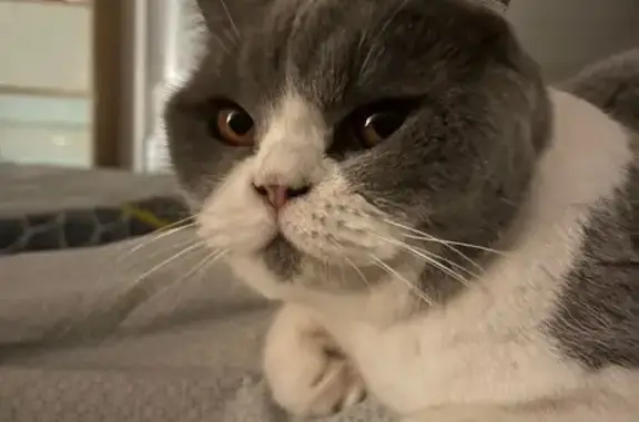 Animaux perdus Champniers, photo: Chat perdu, Chemin de l’Œil de Bœuf, Champniers, Paris - poil gris et blanc