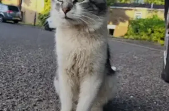 Lost male cat, Firth Drive, London - black and white fluffy - photo