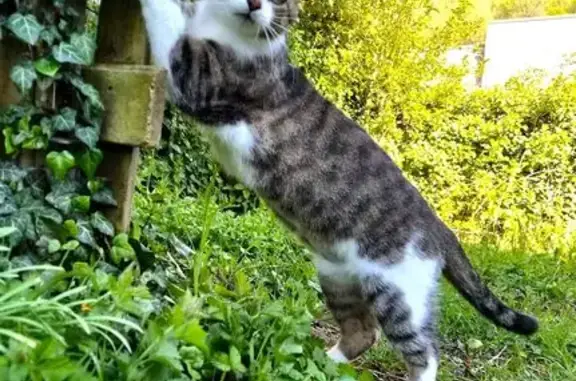 Animaux perdus Saint-Étienne-lès-Remiremont, photo: Chat perdu, Rue de Seux, 78, Saint-Étienne-lès-Remiremont