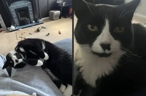 Missing cat Male, Carlisle (ul488463) - photo