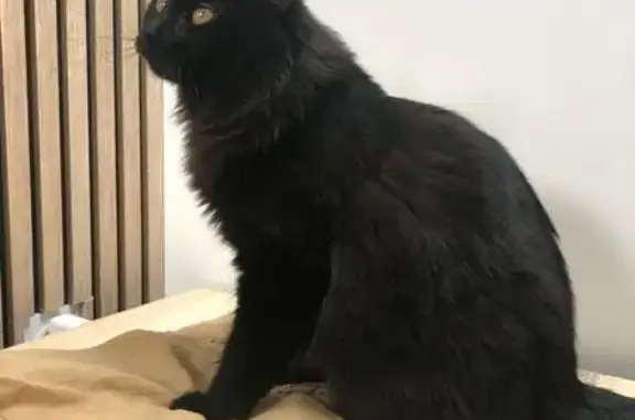 Animaux perdus Paris, photo: Chat perdu, Rue du Dix Avril, Toulouse - toute noir avec une petite tache blanche