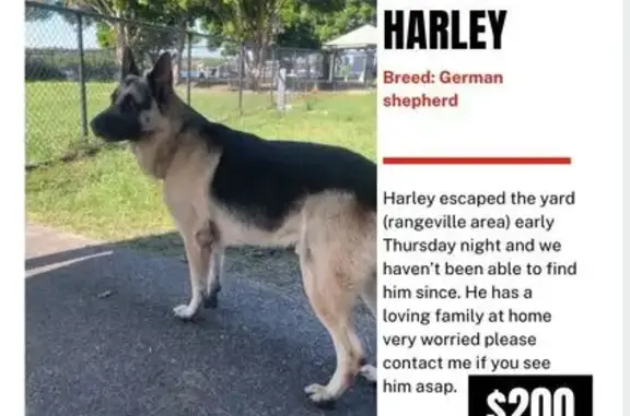 Lost dog, Long Street, 81, Too...