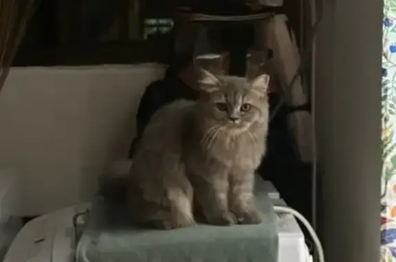 Missing cat Hougang, photo: Lost cat, Lorong 1 Toa Payoh, 161, Singapore - grey British Longhair, female