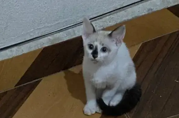 Gato encontrado Macho (brf0027...