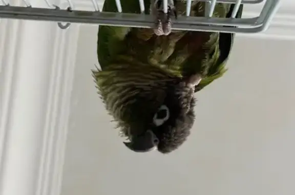 Lost bird, Guillemard Road, 223, Singapore - Green Cheeked Conure - photo