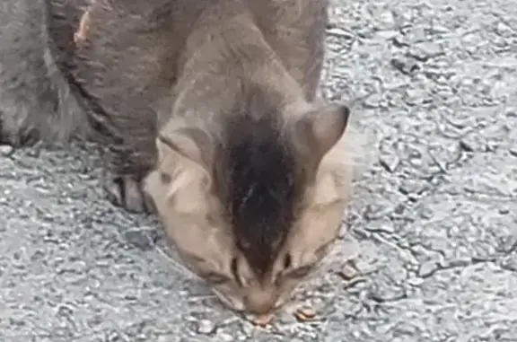 Encontrado gato, Cerrada Oncea...