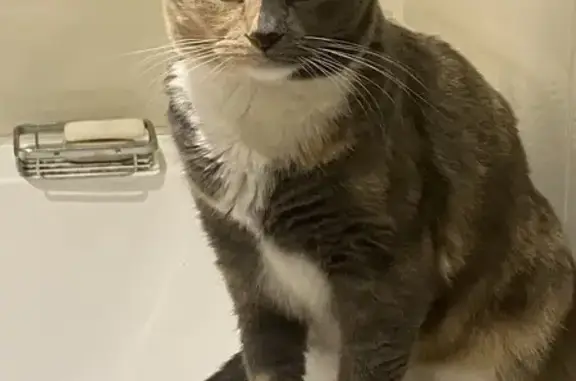 Lost cat, Diggers Drive, Port...