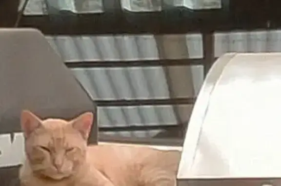 Lost male cat, McLean Court, A...