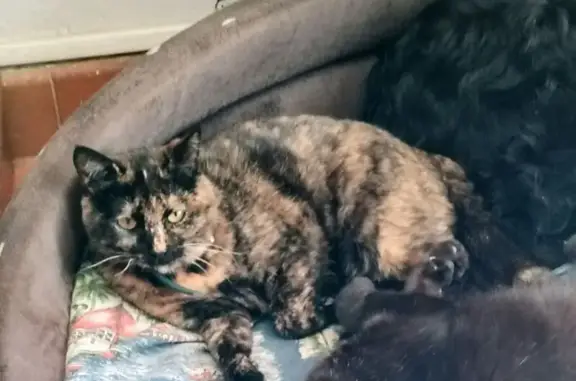 Chat perdu, Sollacaro, Corse - robe écaille de tortue - photo