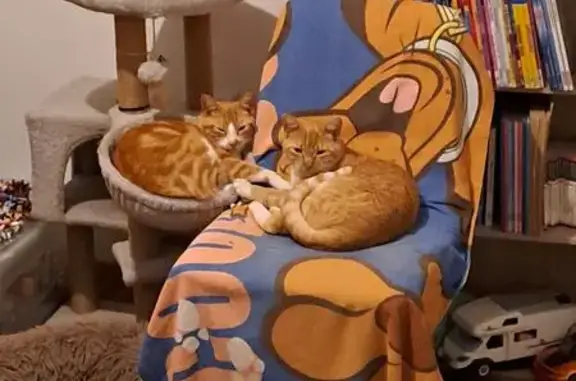 Chat perdu, Bains-sur-Oust, photo: Chat perdu, Bains-sur-Oust - Bambi, yeux jaunes