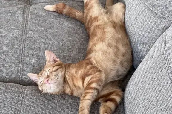 Animaux perdus Paris, photo: Chat perdu, Avessac, Paris - mâle 6 mois avec queue cassée