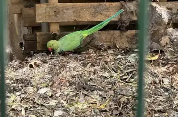 Animaux trouvés Paris, photo: Oiseau trouvé, Rue Marbeau, Paris - perruche boiteuse