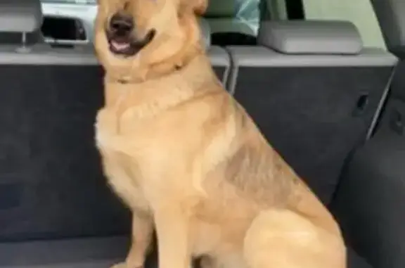 Perros perdidos, Salamanca, foto: Perdido perro hembra, Lugar Urbanizacion Campo Charro, Salamanca - mestiza pastor alemán