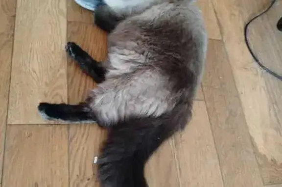 Animaux perdus Frontignan, photo: Chat perdu, Rue Corneille, Frontignan - craintif et grosse fourrure