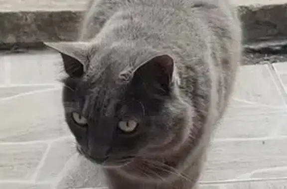 Gato cinza, castrado. Possui rabo “cotoco”, curto e torto. Anda mancando com com a pata da frente.