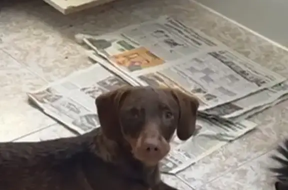 Perros perdidos, Mostoles, foto: Perdido perro, Calle Méjico, 8, Móstoles - salchicha sin collar