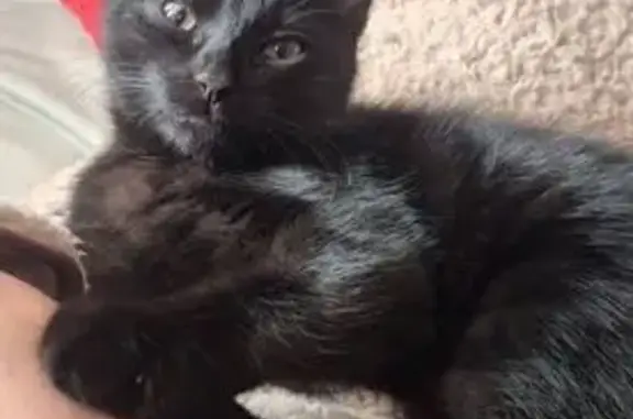 Lost cat, Saunders Crescent, Hobart City - female, black kitty - photo