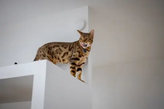 Animaux perdus Tonnay-Charente, photo: Chat perdu, Chemin du Petit Bois, Tonnay-Charente - mâle de 3 ans