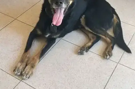 Perros perdidos, Torrejon de Ardoz, foto: Perdido perro, Calle Meridiano, 39P, Torrejón de Ardoz - negro con manchas marrones