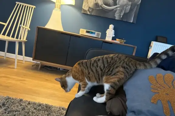 Chat perdu, Plozévet, photo: Chat perdu, Lotissement Ansquer, Plozévet - chatte câline et joueuse